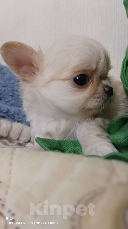 Собаки в Москве: Красивый малыш, маленького размера Мальчик, 40 000 руб. - фото 8