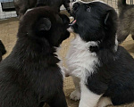 Собаки в Хабаровске: Щенки самоеда и лайки Мальчик, Бесплатно - фото 4