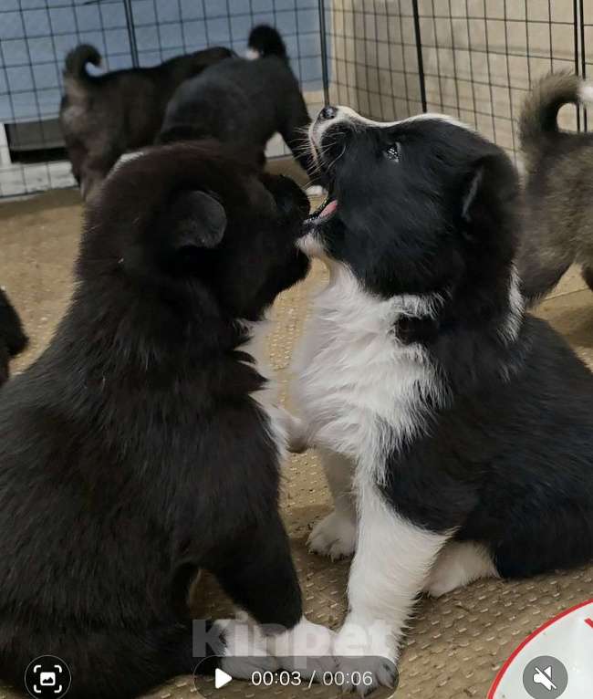 Собаки в Хабаровске: Щенки самоеда и лайки Мальчик, Бесплатно - фото 4