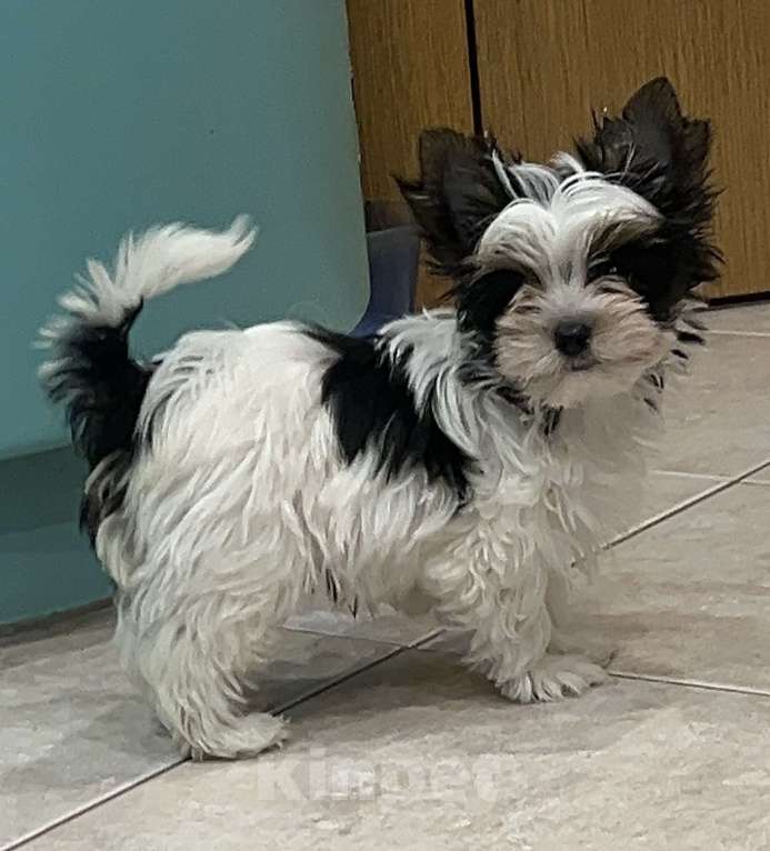 Собаки в Москве: Очаровательный малыш Мальчик, 60 000 руб. - фото 3