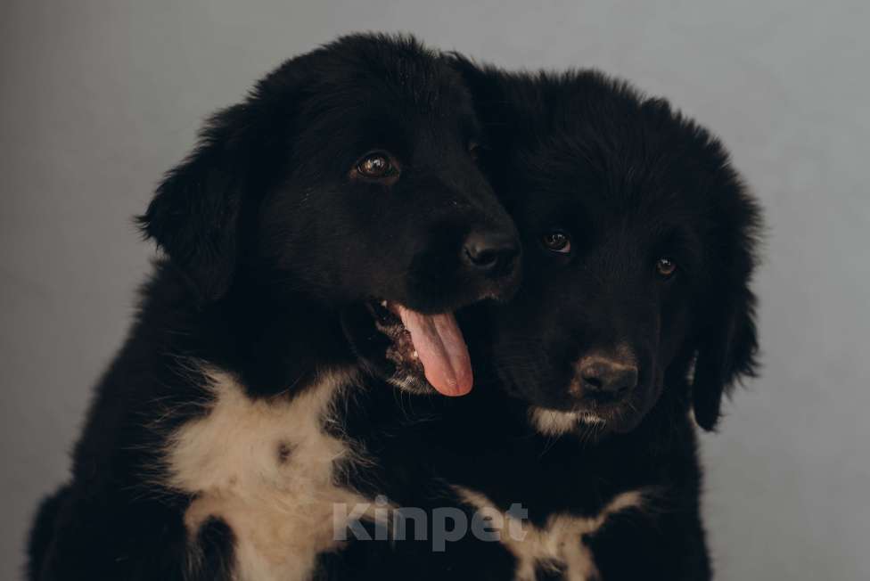 Собаки в Медногорске: Предлагаю к приобретению щенков тувинской овчарки. Мальчик, 10 000 руб. - фото 2