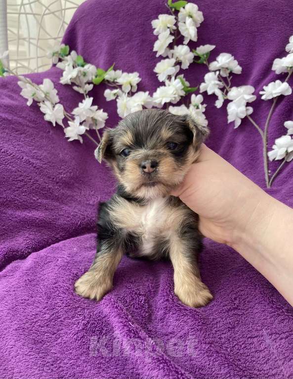 Собаки в Москве: Крупный йорк мальчик чёрный мрамор Мальчик, 60 000 руб. - фото 1