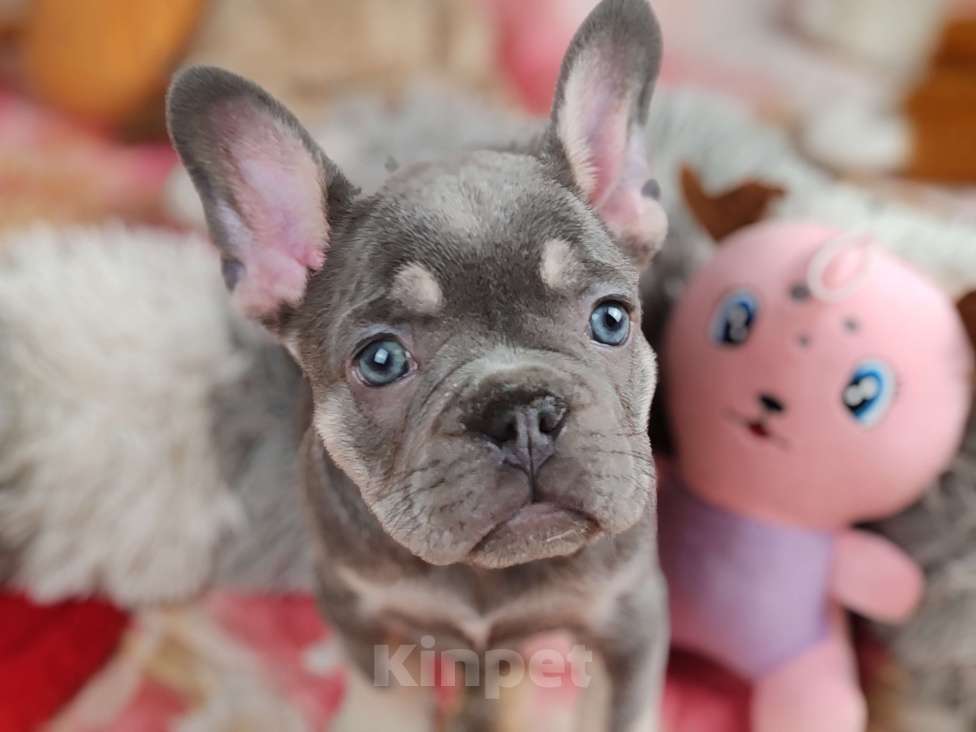 Собаки в Санкт-Петербурге: Шикарный лиловый мальчик  Девочка, 80 000 руб. - фото 10