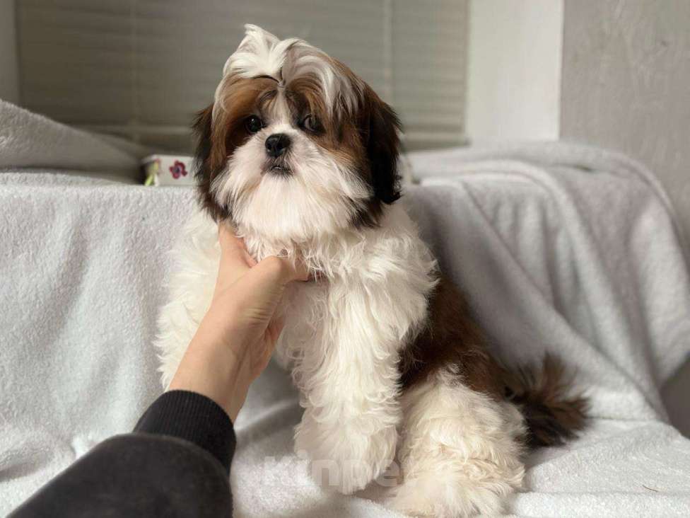 Собаки в Краснодаре: Щенок ши-тцу с родословной. Щенки ши-тсу Девочка, 35 990 руб. - фото 6