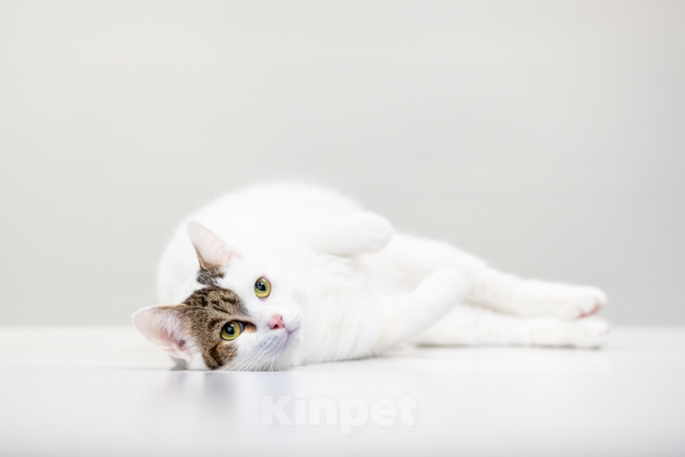 Кошки в Москве: котик Лёлик ждет свою семью Мальчик, Бесплатно - фото 1
