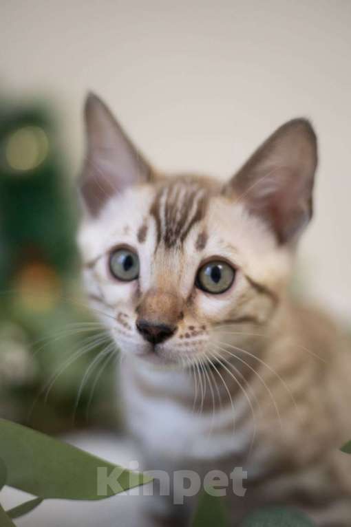 Кошки в Нижнекамске: Атлас Мальчик, Бесплатно - фото 4