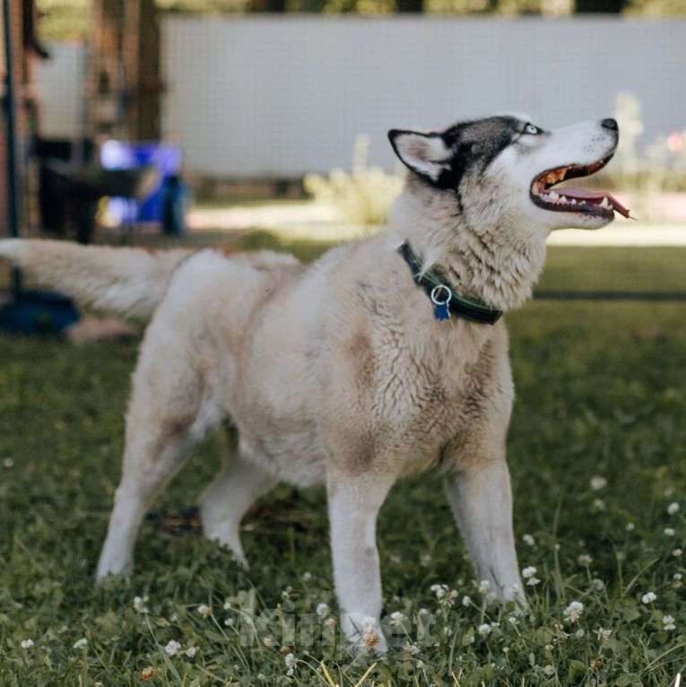 Собаки в Москве: Вольта бросили хозяева Мальчик, Бесплатно - фото 5