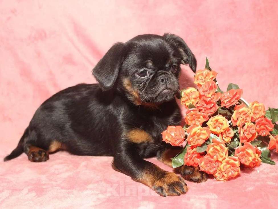 Собаки в Санкт-Петербурге: Очаровательный щенок  Девочка, 80 000 руб. - фото 9