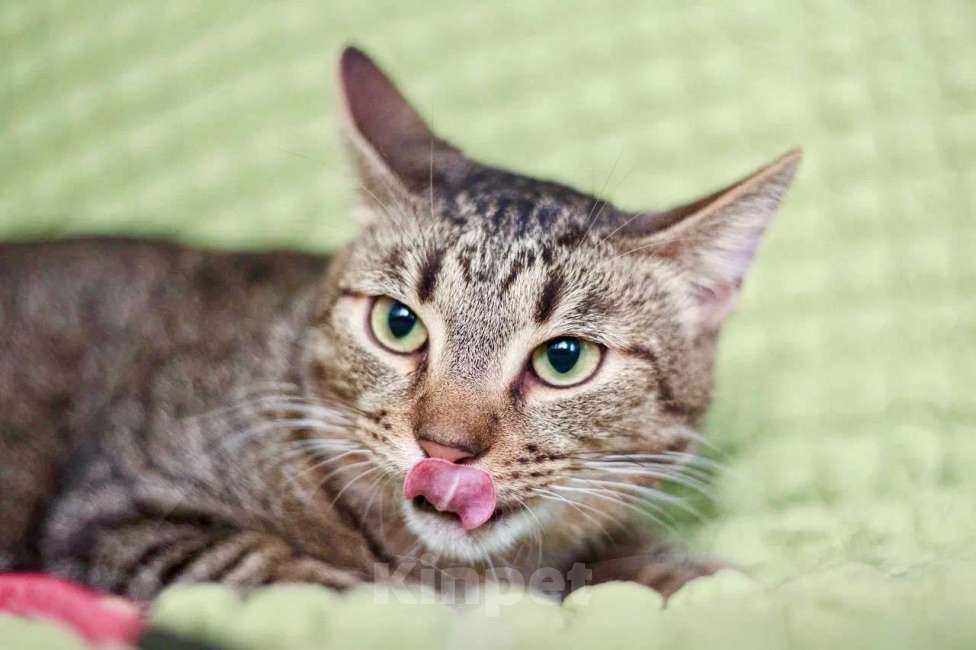 Кошки в Москве: Очаровательный котик Финик в добрые руки Мальчик, Бесплатно - фото 4