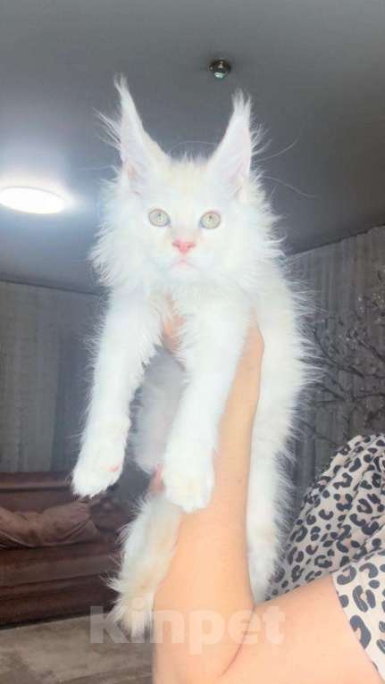 Кошки в Москве: Мейн кун мальчик  Мальчик, 75 000 руб. - фото 2
