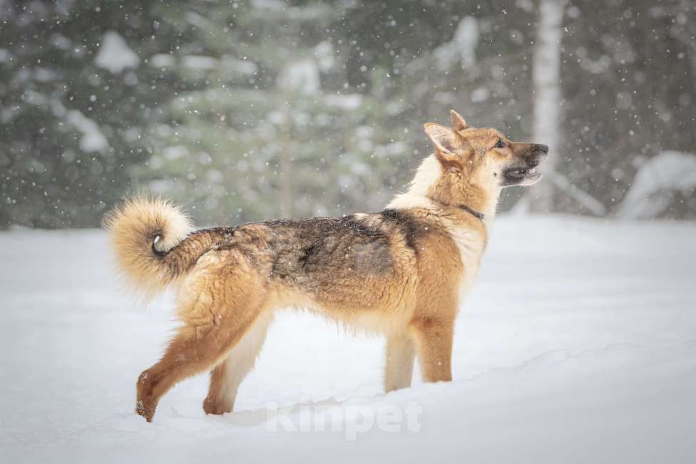Собаки в Клине: Кешью — трепетная девочка скучает в приюте без своего человека Девочка, Бесплатно - фото 10