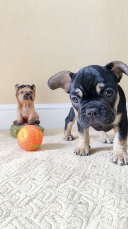 Собаки в Белореченске: Французский бульдог Девочка, Бесплатно - фото 2