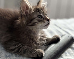 Кошки в Москве: Котенок Марс Мальчик, Бесплатно - фото 1