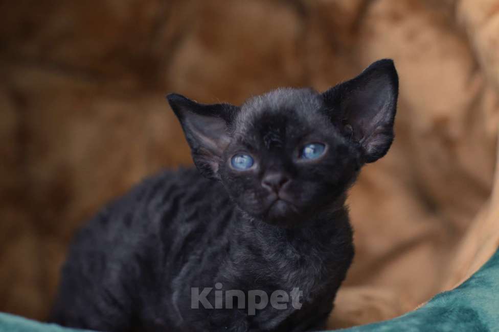 Кошки в Москве: Девон-рекс Мальчик, Бесплатно - фото 2