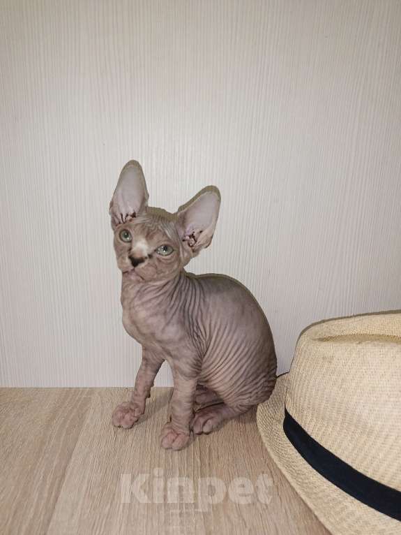 Кошки в Москве: Тигровая  Девочка, 45 000 руб. - фото 2