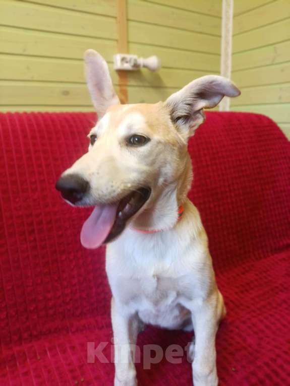 Собаки в Москве: Милашка Девочка, 200 руб. - фото 2