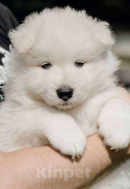 Собаки в Смоленске: Щенки самоеда Мальчик, 70 000 руб. - фото 2