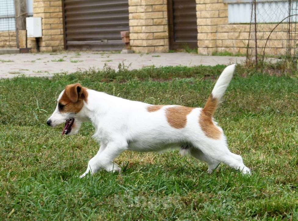 Собаки в других городах Ростовской области: Джек Рассел Терьер Мальчик, 30 000 руб. - фото 4