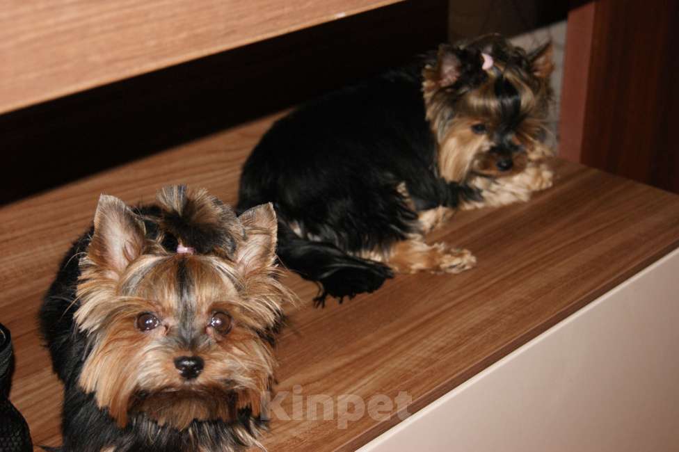 Собаки в Москве: Йоркширский терьер, щенок девочка Девочка, 60 000 руб. - фото 7