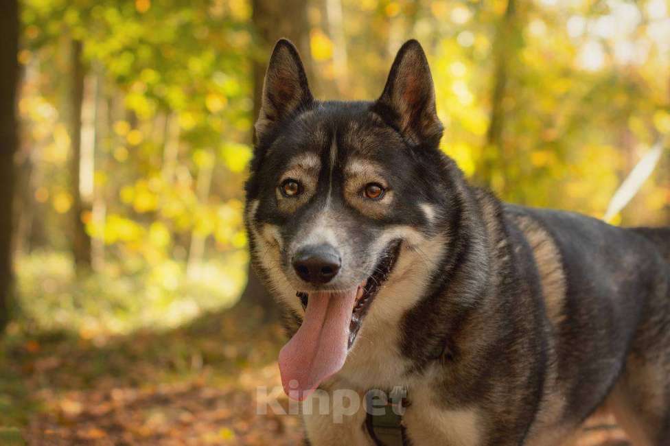 Собаки в Москве: Басти ищет дом Мальчик, Бесплатно - фото 2