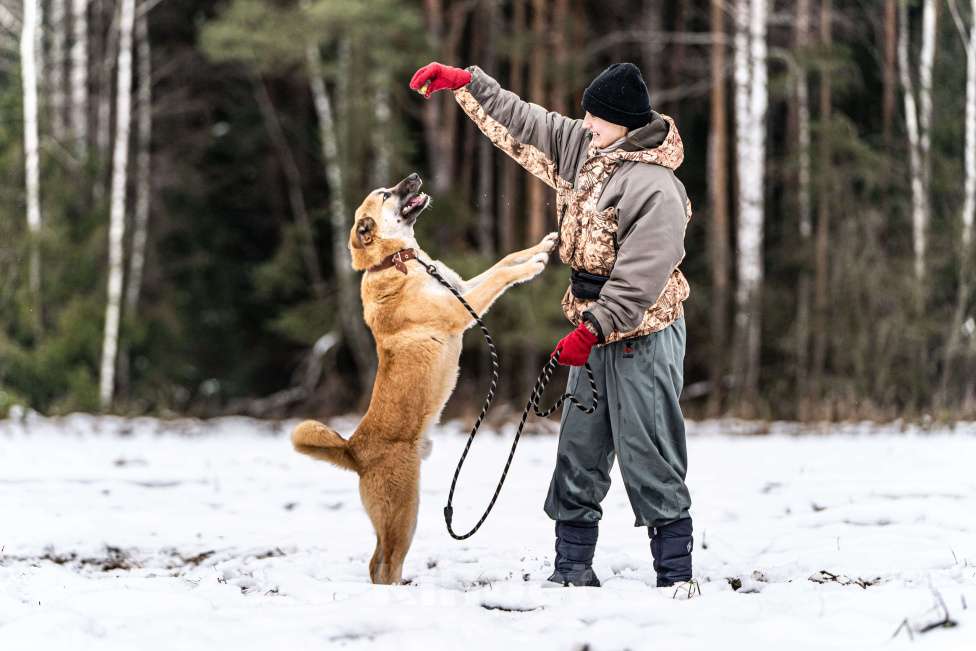 Собаки в Клине: Хорт — серьёзный парень Мальчик, Бесплатно - фото 10