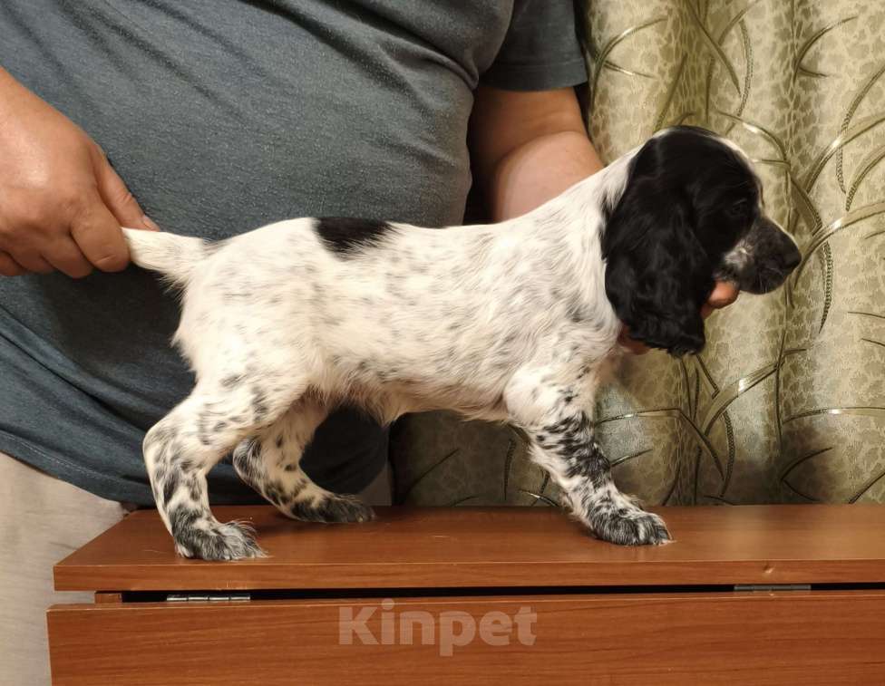 Собаки в Нижнем Новгороде: Щенок русского охотничьего спаниеля. Девочка, 25 000 руб. - фото 1