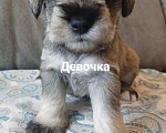 Собаки в Новосибирске: Цвергшнауцер Девочка, 45 000 руб. - фото 2