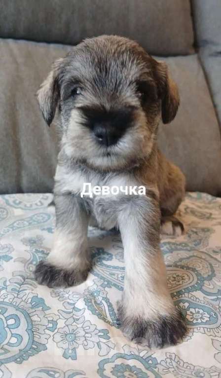 Собаки в Новосибирске: Цвергшнауцер Девочка, 45 000 руб. - фото 2