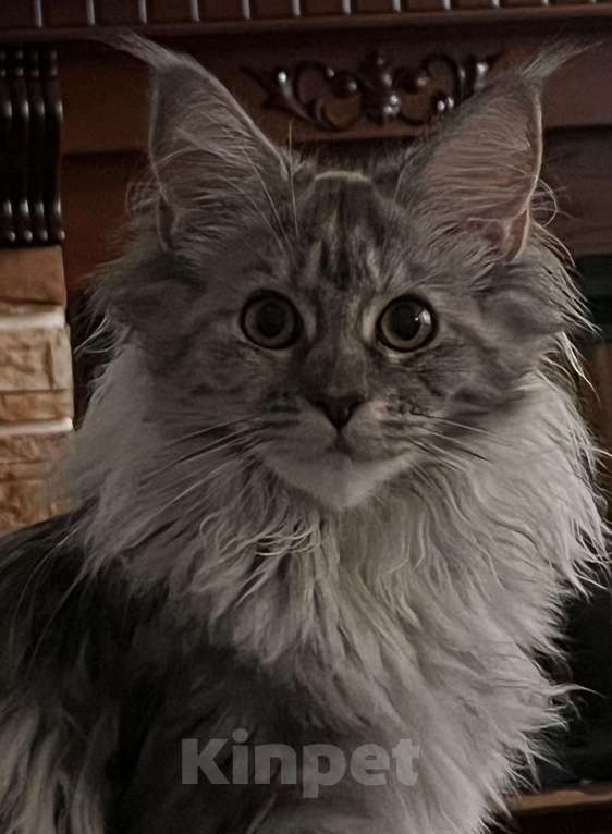 Кошки в Москве: Тихая роскошь Девочка, 65 000 руб. - фото 4