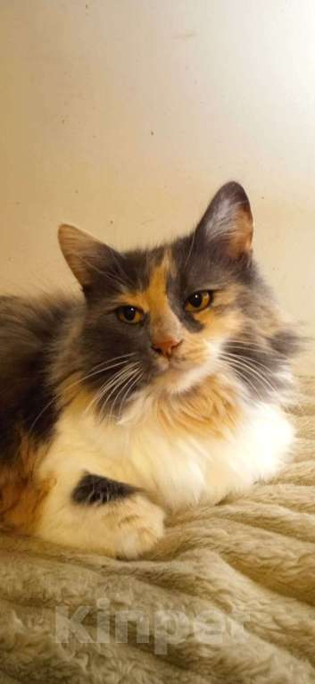 Кошки в Люберцах: Ищет дом чудесная Тэйла Девочка, Бесплатно - фото 1