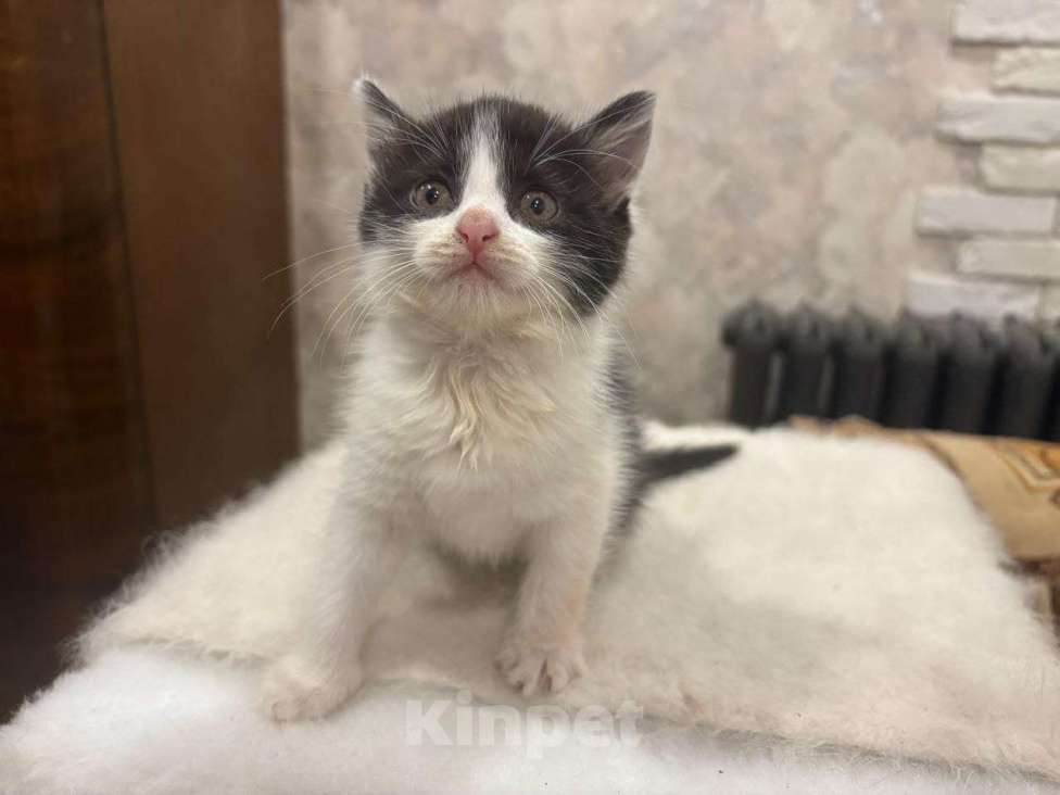 Кошки в Москве: Малютка Шанечка. Котенок в добрые руки. Девочка, Бесплатно - фото 5
