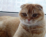 Кошки в Болхове: котята, 100 руб. - фото 6
