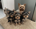 Собаки в Москве: Продаются щенка йоркширского терьера мини, беби фэйс Девочка, 30 000 руб. - фото 1