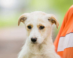 Собаки в Москве: Щенки метисы лабрадора в дар, Бесплатно - фото 7