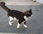 Кошки в Лобне: Кот Мейн-Кун на вязку Мальчик, 2 000 руб. - фото 9