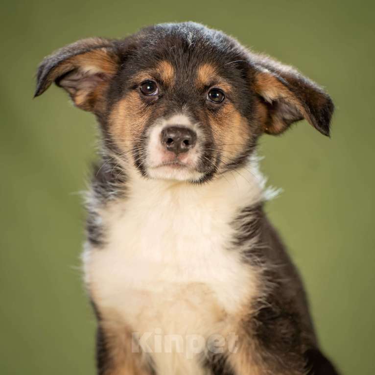 Собаки в Клине: Каштан - важный малыш Мальчик, Бесплатно - фото 5