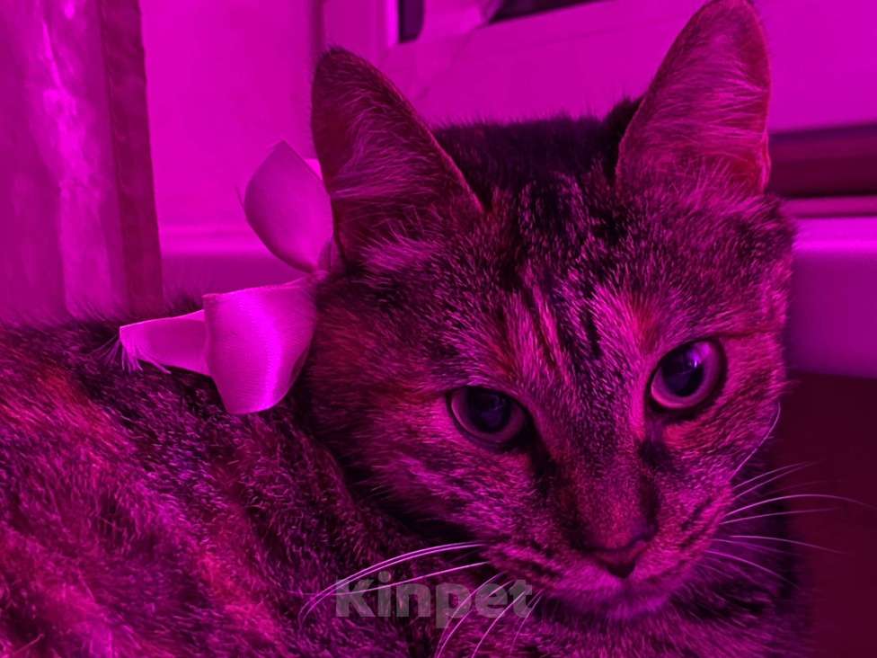 Кошки в Санкт-Петербурге: Кошка в добрые руки Девочка, Бесплатно - фото 4