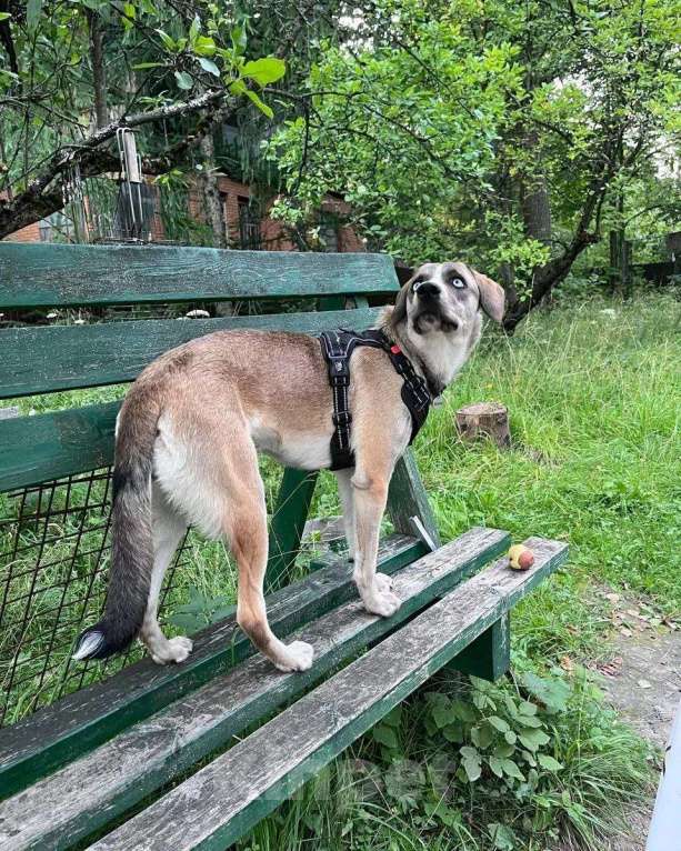 Собаки в Москве: Маня, глаза цвета неба Девочка, Бесплатно - фото 2
