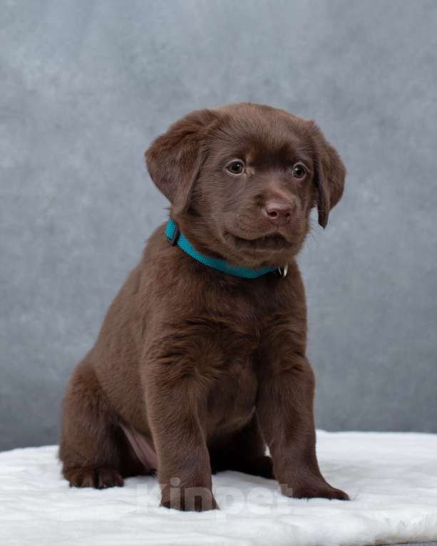Собаки в Санкт-Петербурге: Щенок лабрадора Девочка  Девочка, 45 000 руб. - фото 4