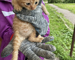 Кошки в других городах Московской области: котенок в добрые руки. можайский район Девочка, Бесплатно - фото 1
