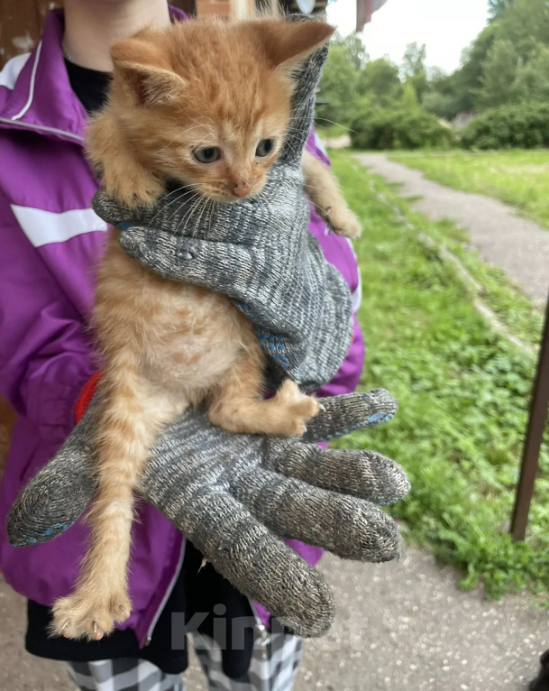 Кошки в других городах Московской области: котенок в добрые руки. можайский район Девочка, Бесплатно - фото 1
