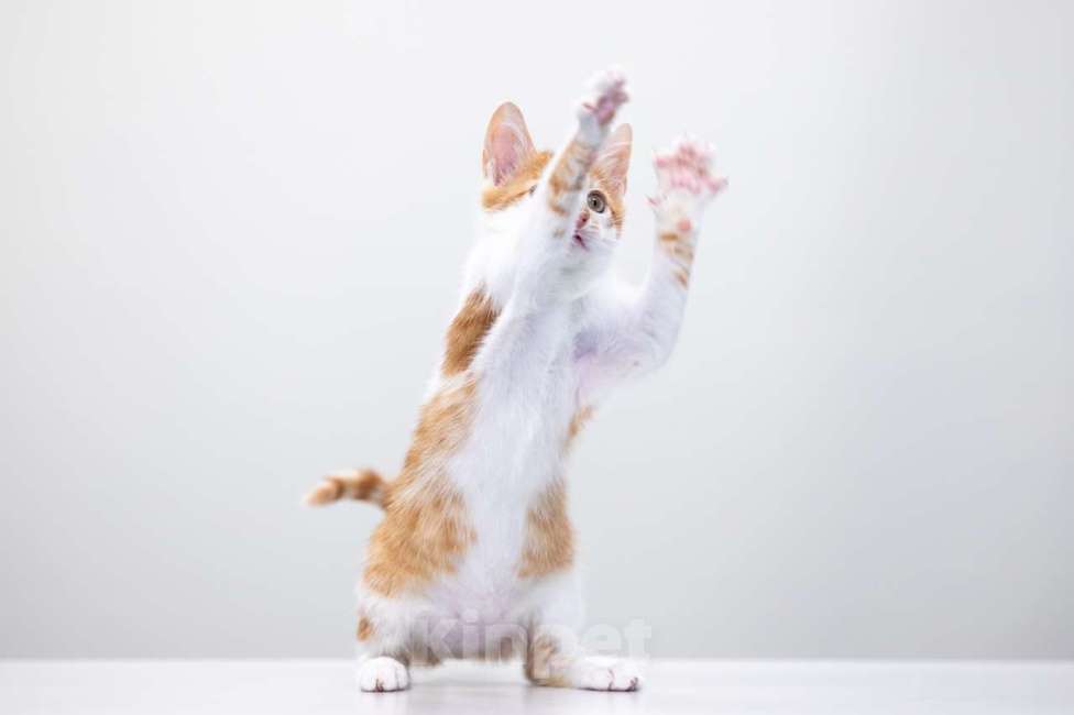 Кошки в Москве: Малыш Бернар ищет семью Мальчик, Бесплатно - фото 5