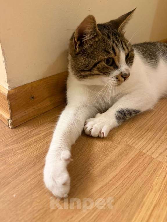 Кошки в Санкт-Петербурге: котенок Макс (F1) Мальчик, Бесплатно - фото 1