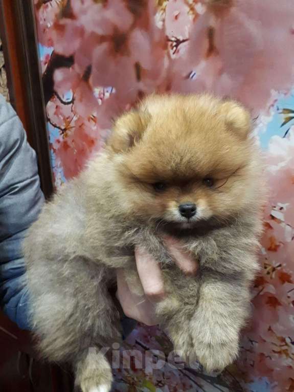 Собаки в Екатеринбурге: шпицемишки Девочка, 45 000 руб. - фото 4