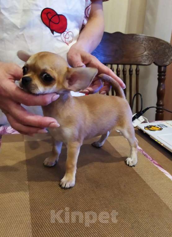 Собаки в Москве: Рыжая небольшая красавица  Девочка, 60 000 руб. - фото 2