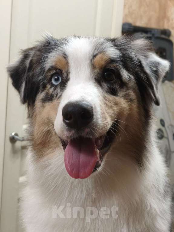 Собаки в Липецке: Австралийская овчарка Девочка, 60 000 руб. - фото 1