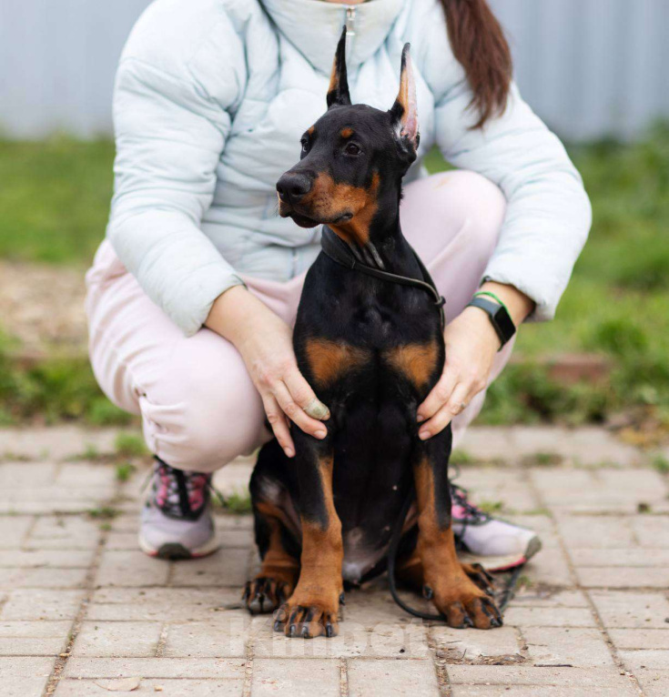 Собаки в Клине: Кобель 3 мес Мальчик, 150 000 руб. - фото 1