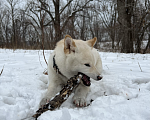 Собаки в других городах Приморского края: Сиба-Ину вязка Мальчик, Бесплатно - фото 4