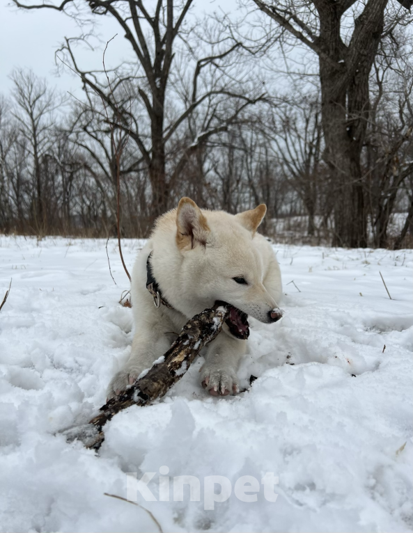 Собаки в других городах Приморского края: Сиба-Ину вязка Мальчик, Бесплатно - фото 4