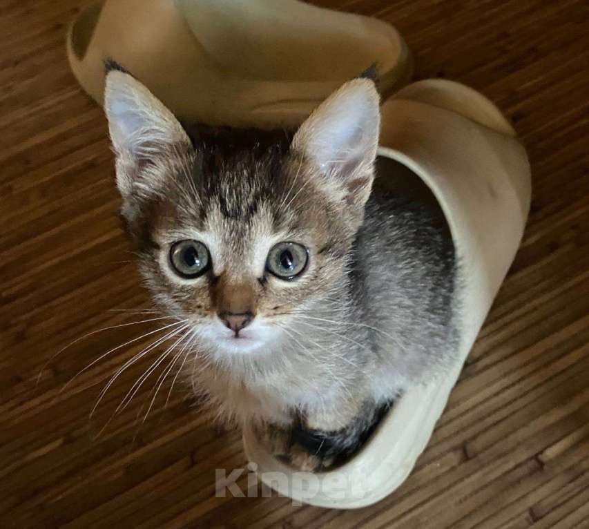 Кошки в Пятигорске: Мирочка Девочка, Бесплатно - фото 6